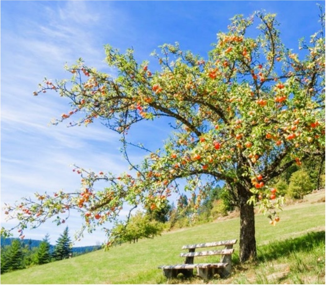 Appelboom